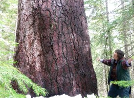 Old growth sugar pine tree