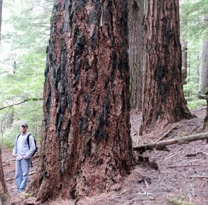 Old Growth on O&C lands