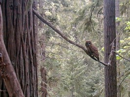 Spotted Owl