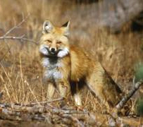 Sierra_Nevada_Red_Fox_Keith_Slausen_US_Forest_Service_2010