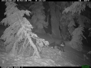 red fox at Mt. Hood