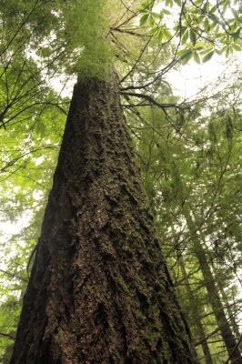 Legacy Tree (683x1024) (683x1024)