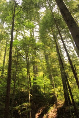 Light Seeps (683x1024)
