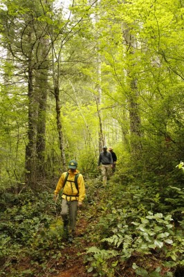 Walking Through a Cearing (683x1024)