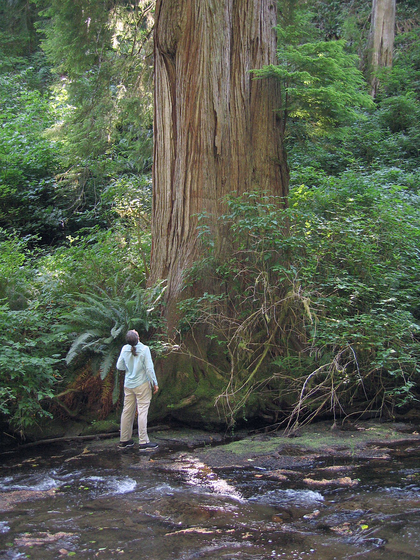 Big cedar and Dee