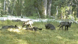 Shasta Pack