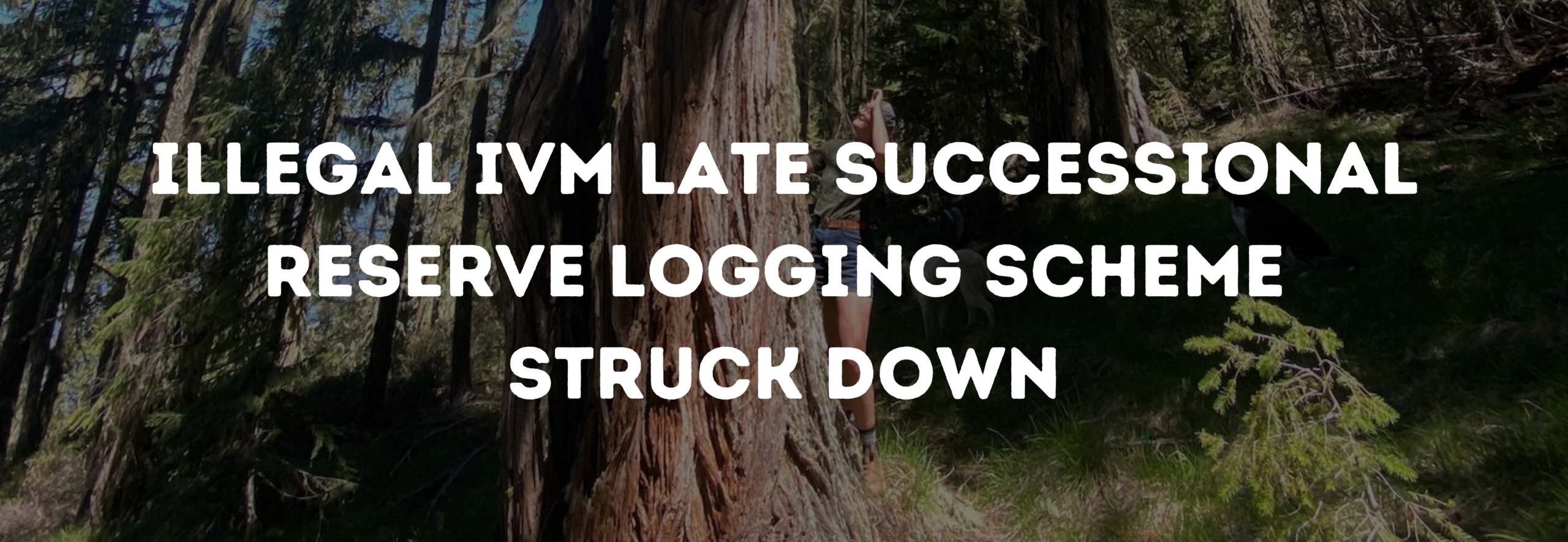 Text reads: Illegal IVM Late Successional Reserve Logging Scheme Struck Down. The text is overlaid on a photo of a person standing at the base of a tree and looking towards the sky.