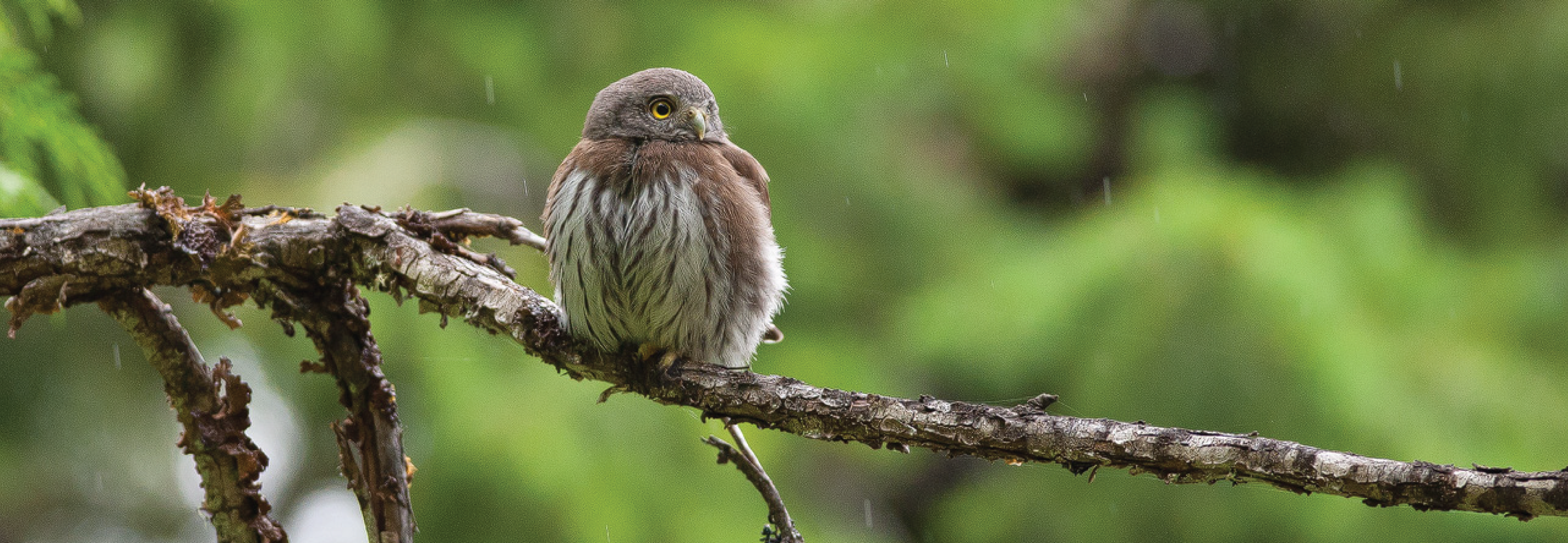 SLIDER_2021_Northern Pygmy Owl – photo byAndrew Kumler