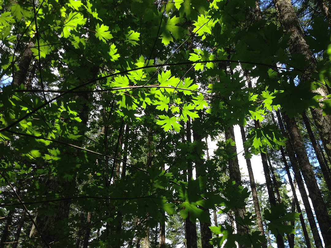 Basecamp_2019_Site13-12 Maples under Douglas firs