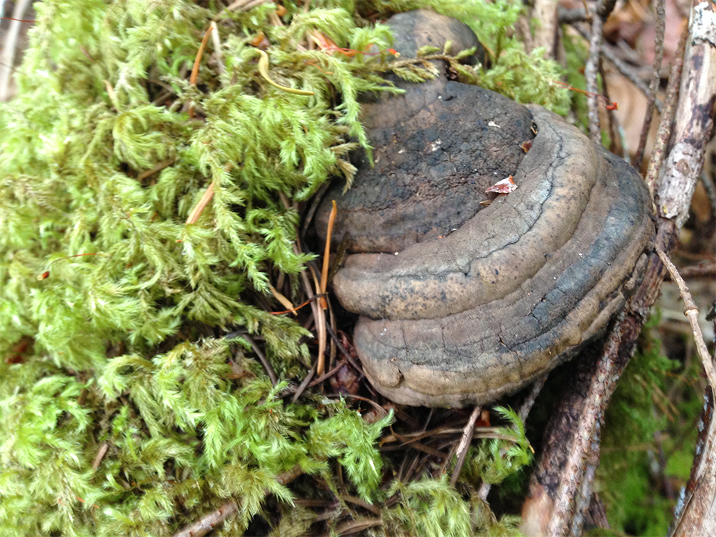 Basecamp_2019_Site2 – Shelf fungus
