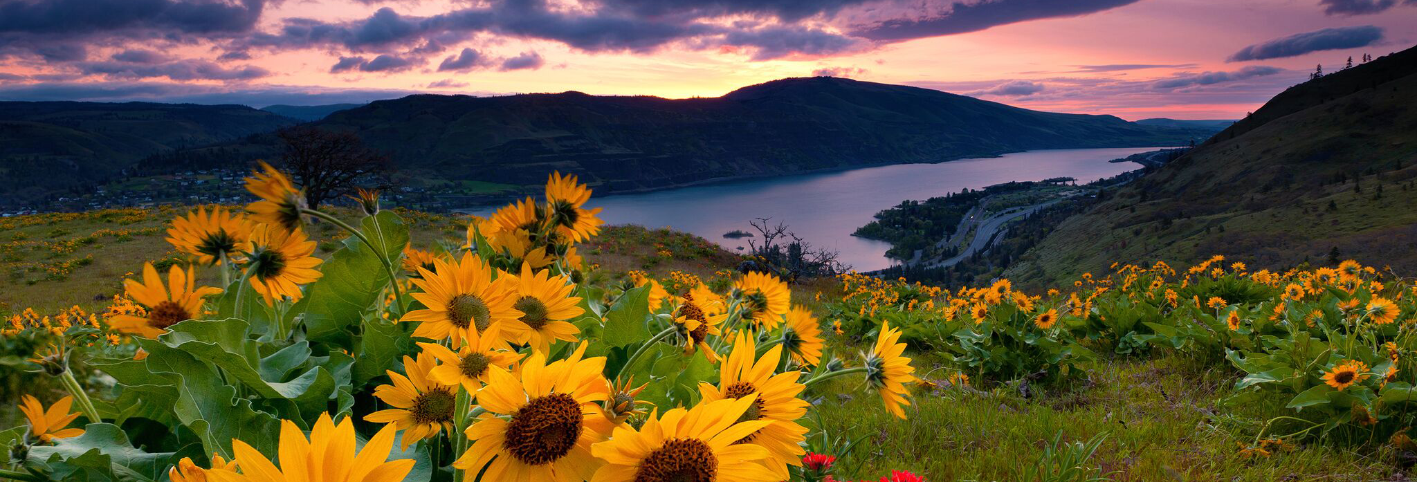 Sunflowers in the foreground, with a river and mountains in the background, at sunset. Photo by Andrew Kumler.