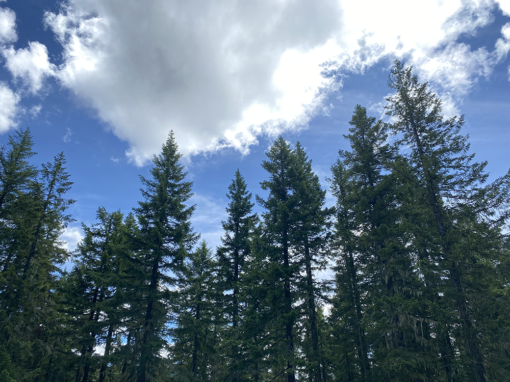 QMS – Unit 166 – Field Check 2020July18 -25
