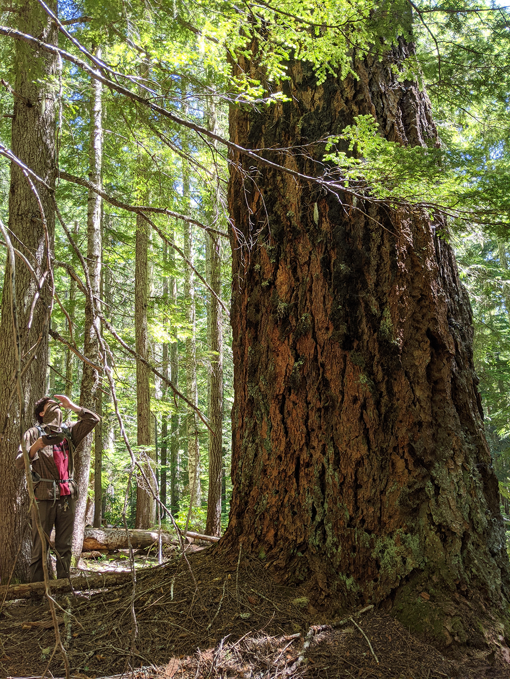 QMS – Unit 166 – Field Check 2020July18 – byChelseaStewart-Fusek -_largetree