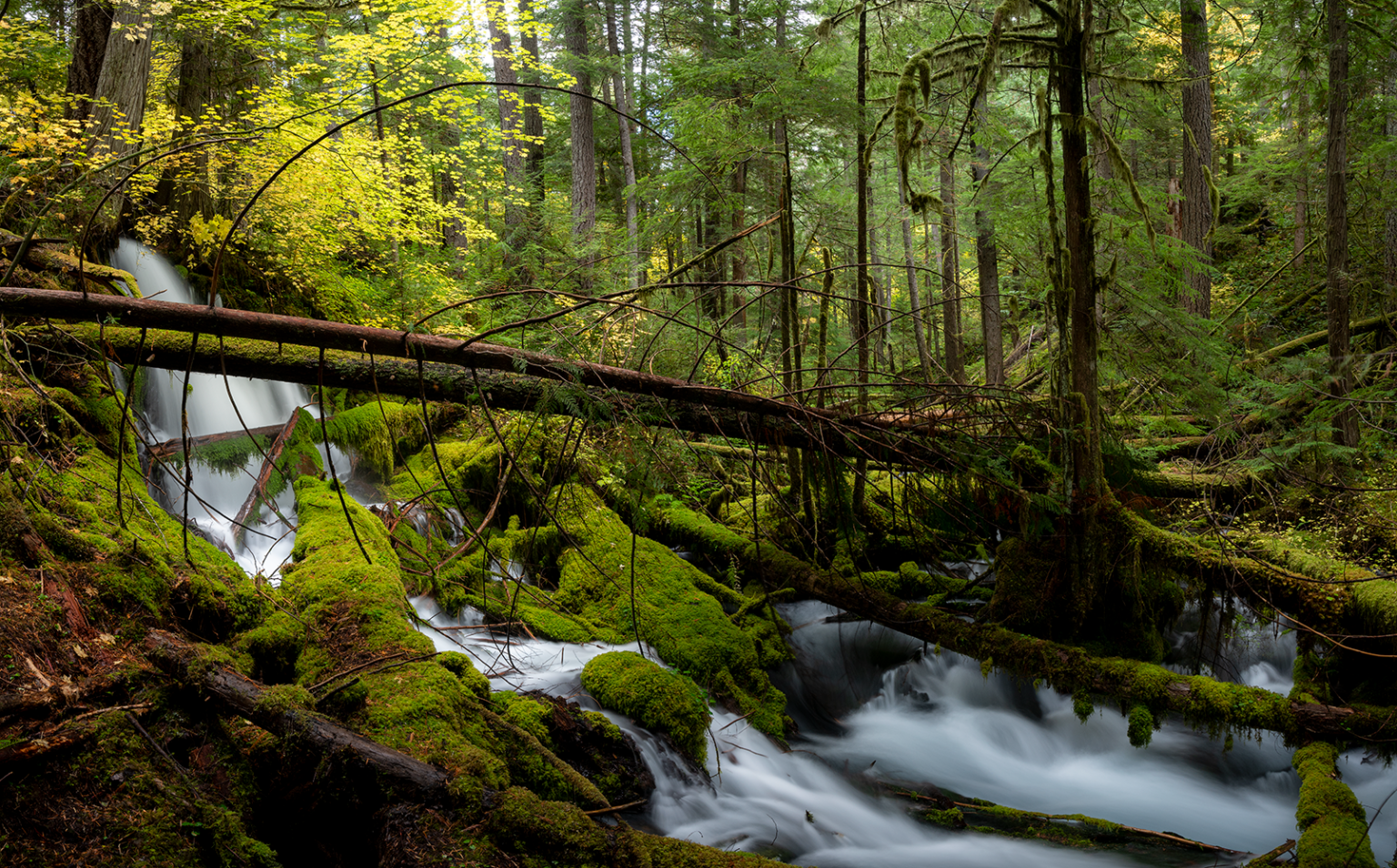 Flat Country timber sale (photo by Andrew Kumler).