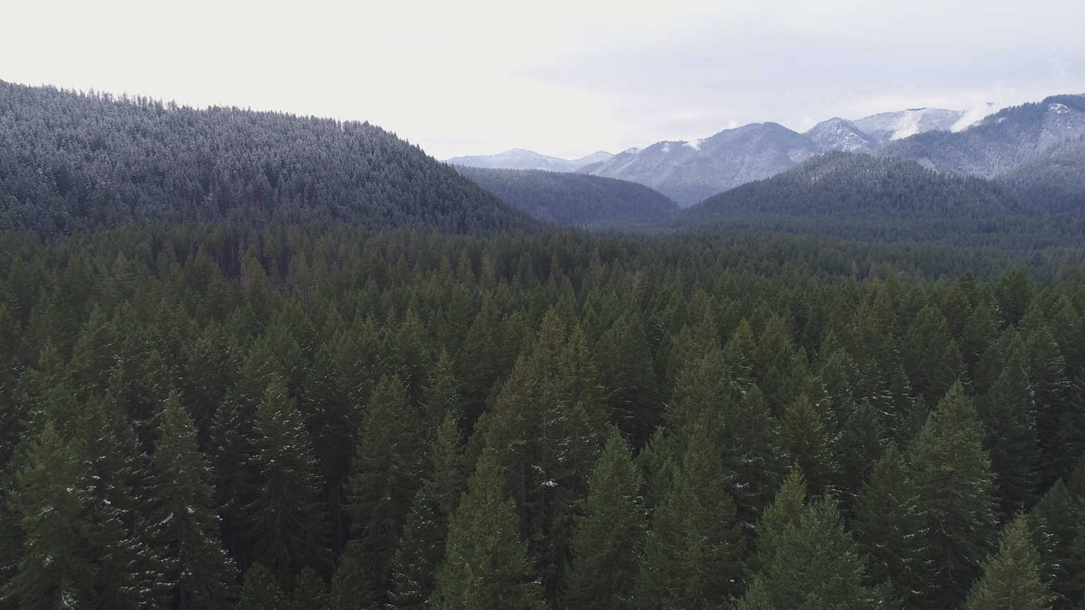 Flat Country timber sale (photo by Willamette Riverkeeper).