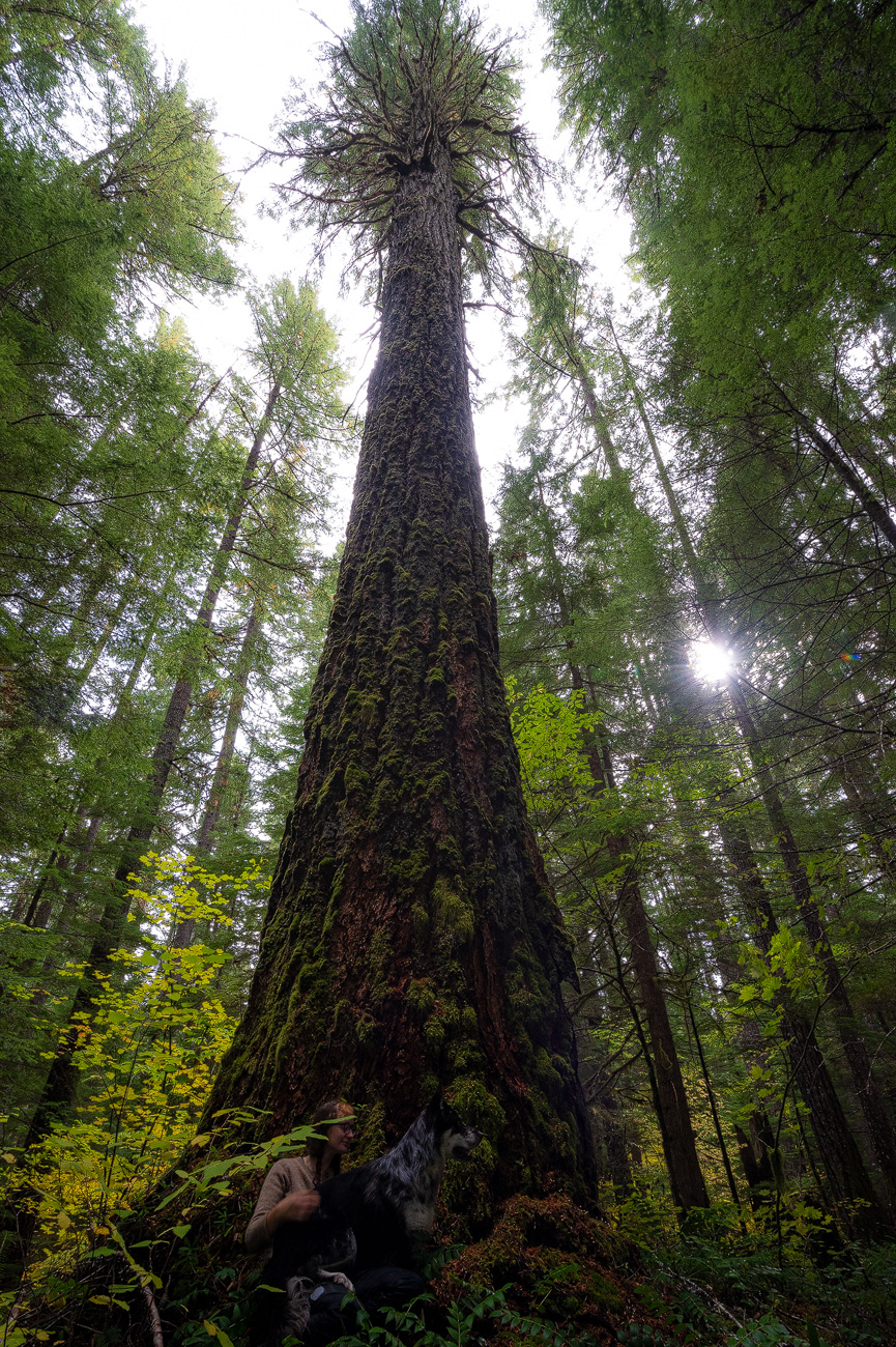 Flat Country timber sale – ground up view – by Andrew Kumler