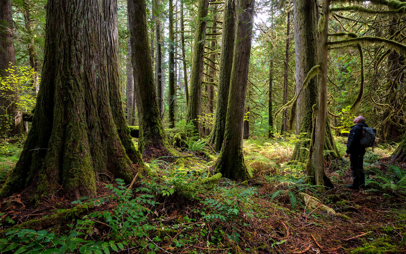 hottopic_Flat Country timber sale – with Andrew – by Andrew Kumler
