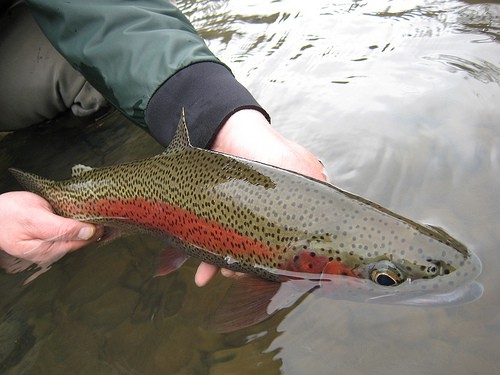 Caddis Fly McKenzie_River_redside__Ethan_Nickel