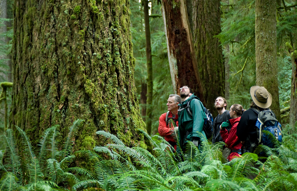 A group of Cascadia Wildlands volunteers admire an old-growth tree.