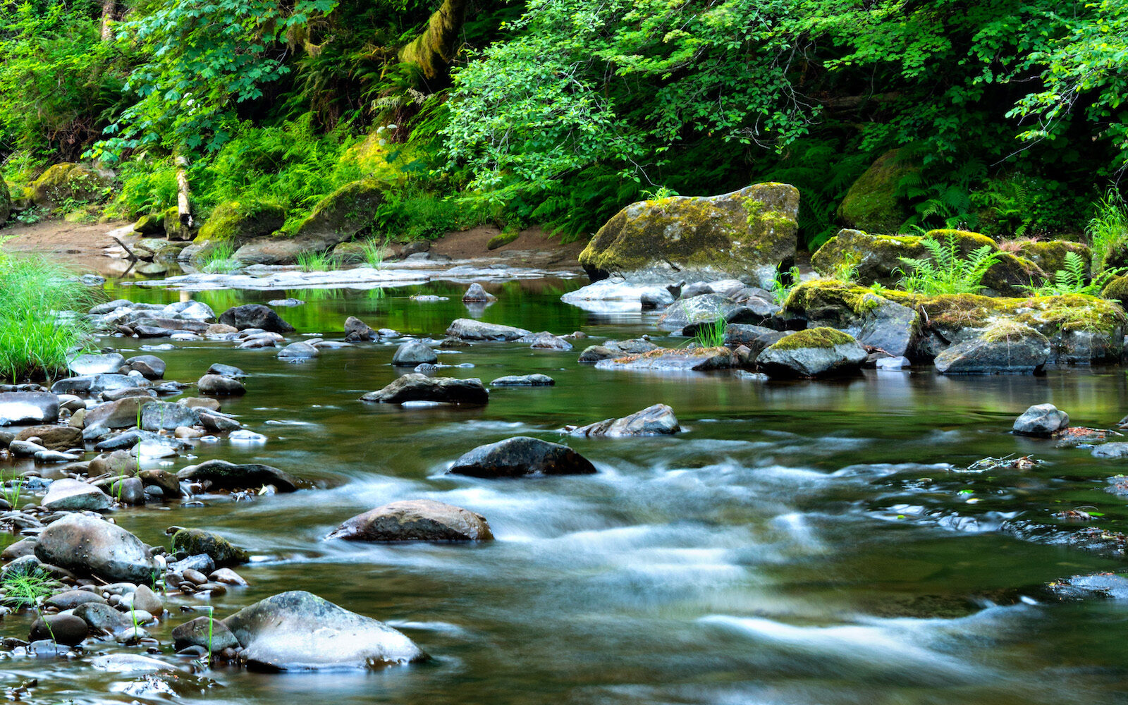 River in the Elliot State Research Forest