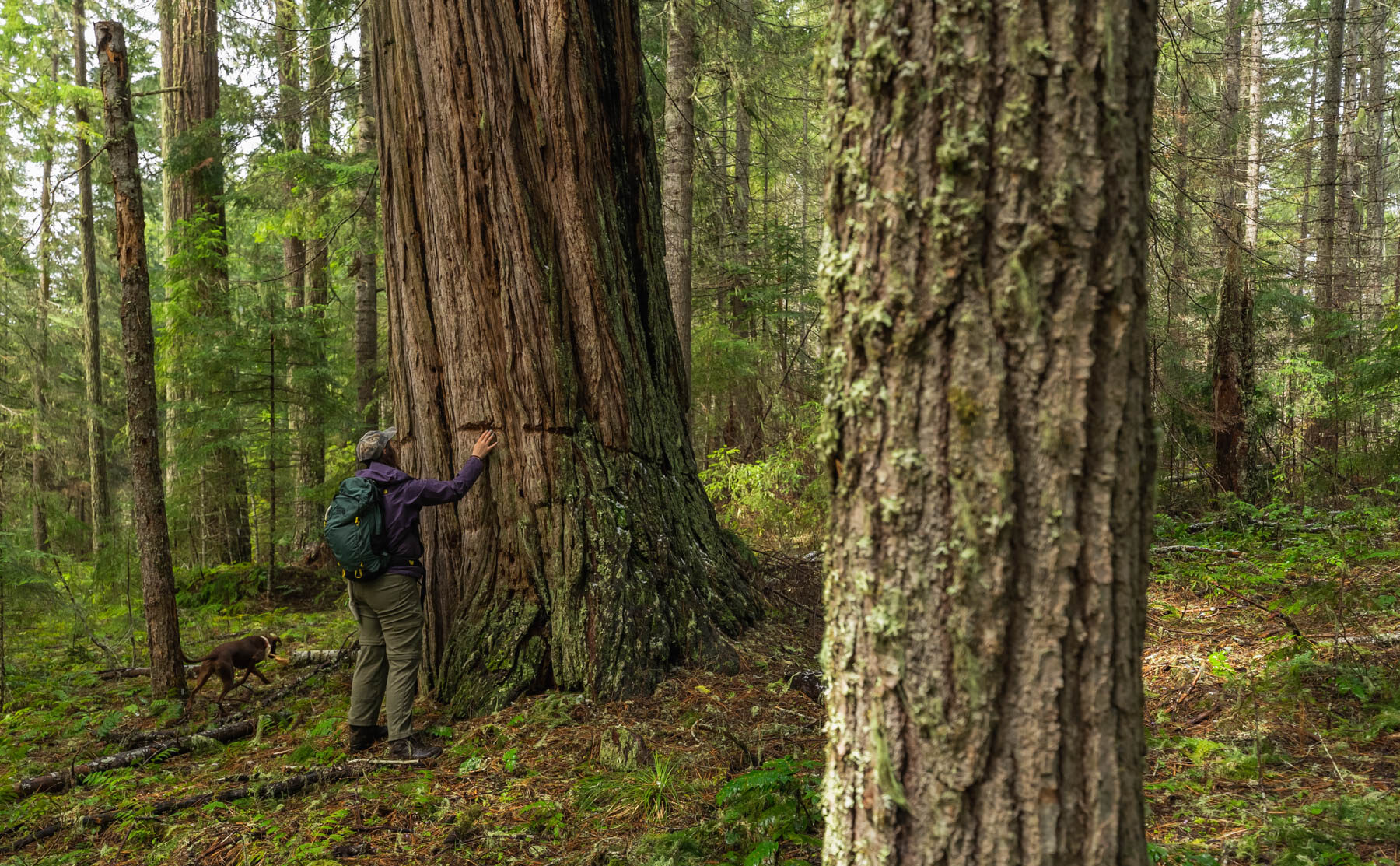 Madeline Cowen in the Big Weekly Elk Timber Sale. Photo: WildCAT volunteer.