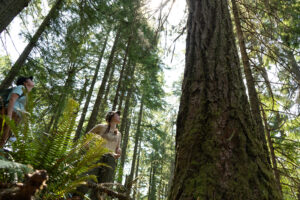 Cascadia Wildlands staff admire an old-growth tree at the Blue & Gold sale . The camera is angled below the tree and onlookers, capturing ferns and leaves in the frame as well.