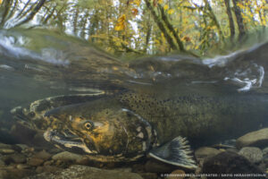 Salmon spawn in Honey Grove creek. The water is clear, and the surrounding rocks are brown. Trees above have yellow leaves.