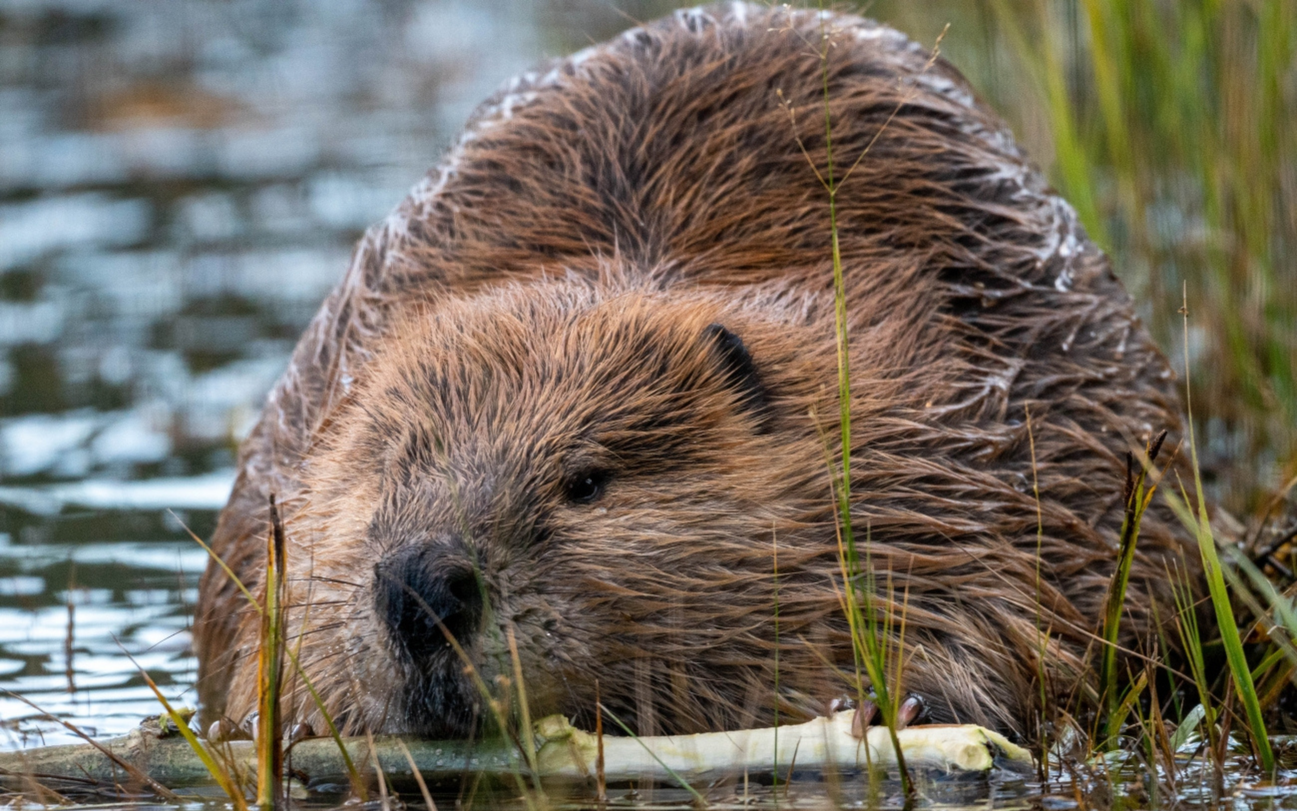 A beaver swims in a water body while holding a stick.