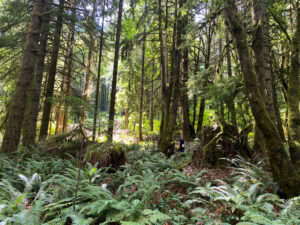 A bright green forest lets dappled sunlight through. A volunteer stands to the right, dwarfed by the trees.