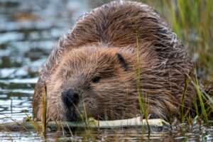 A beaver swims in a water body while holding a stick.
