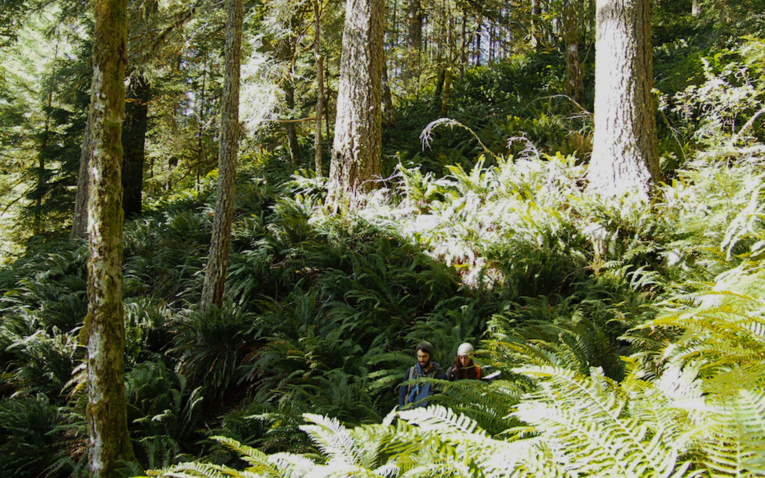People walk in a forest with strong sunlight and large ferns in the understory.