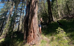 A person stands next to and looks up at a tree.