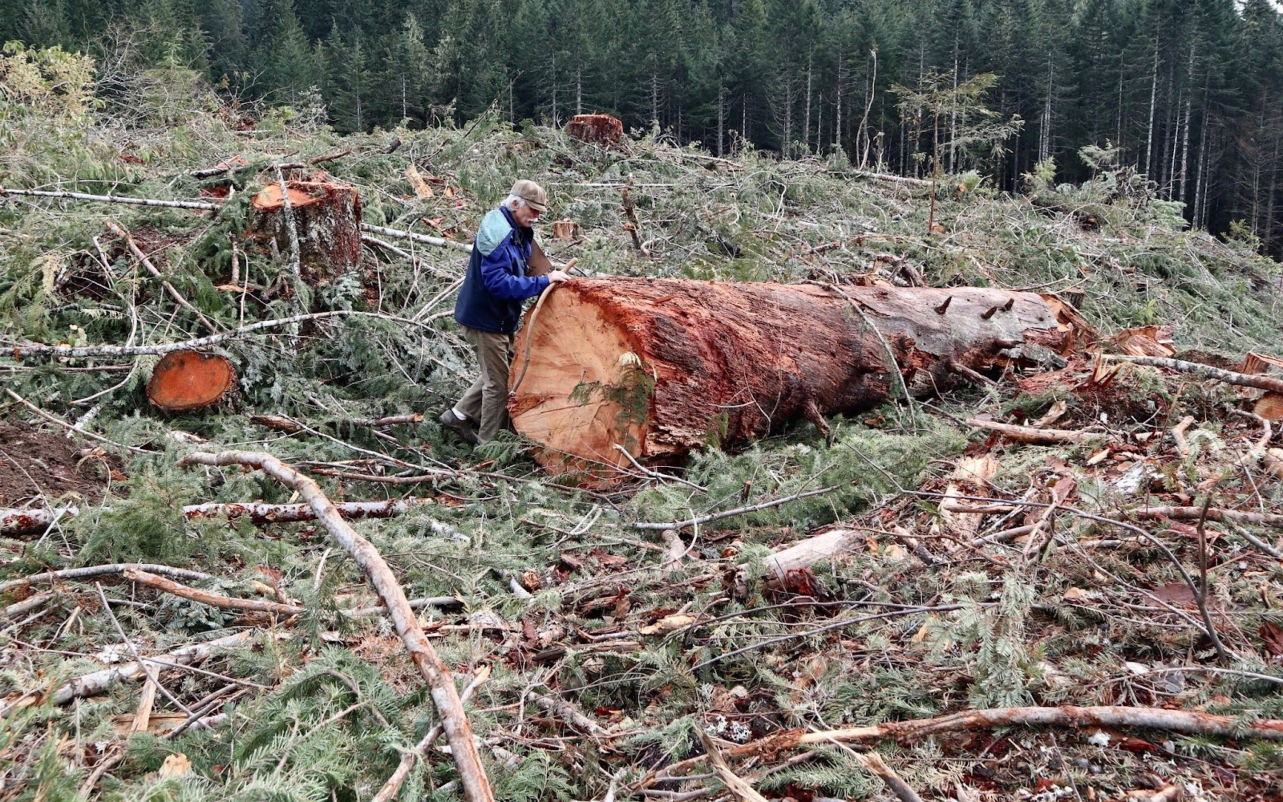 A person stands next to a large tree that is down in the middle of a clearcut.