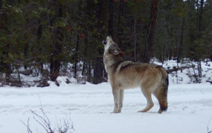 A photo stands in a snowy field and howls at the sky.