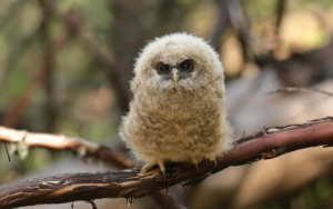 A fledgling spotted owl, with fluffy white feathers sits on a branch.