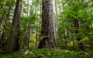 A person wearing khaki hugs a large tree.